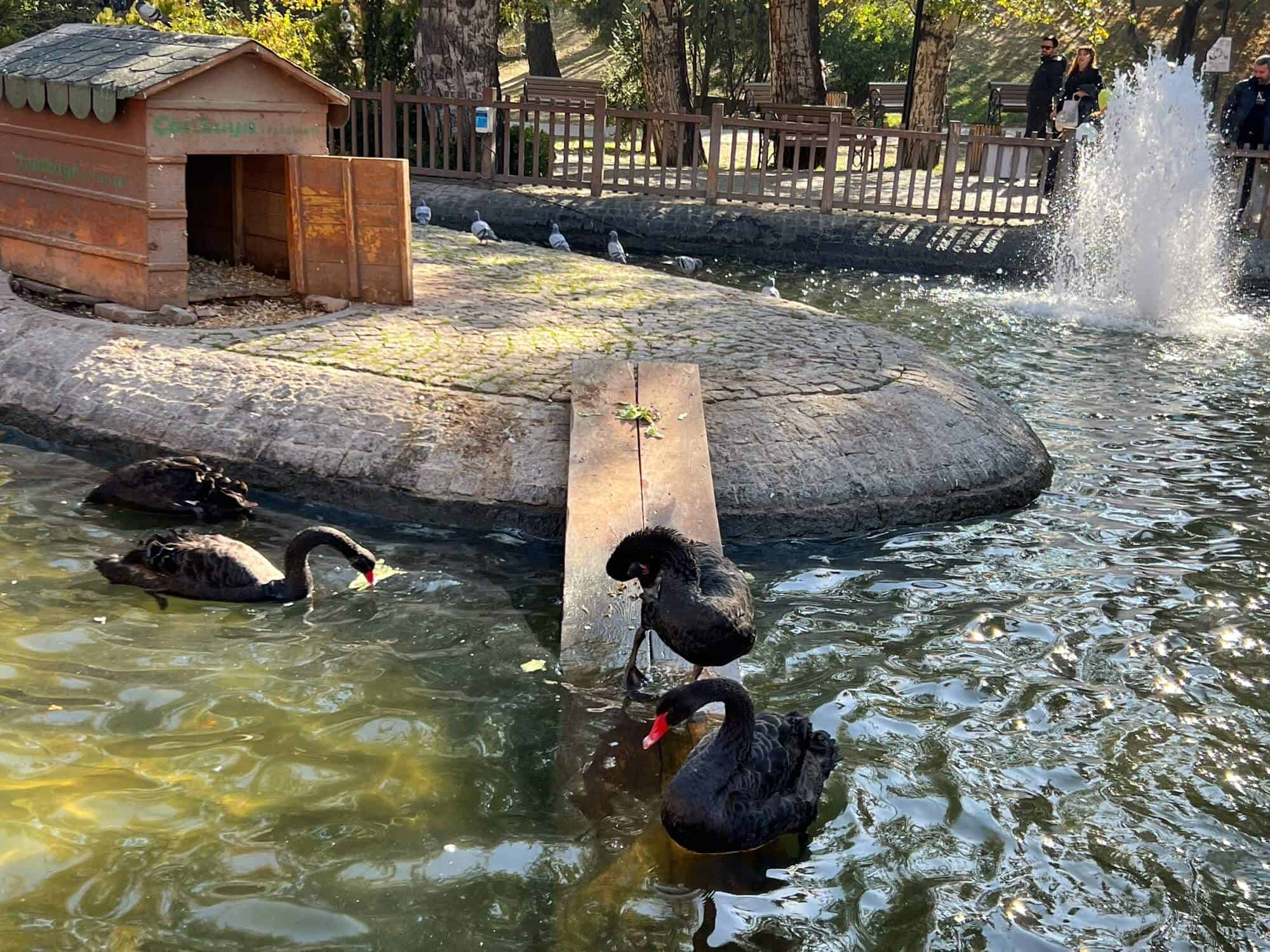 Black swans at Kuğulu Park (Swan Park) in Ankara 