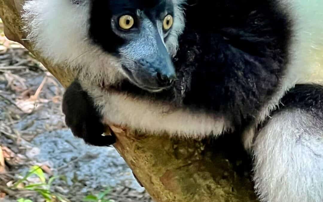 Planning On Visiting Madagascar?
