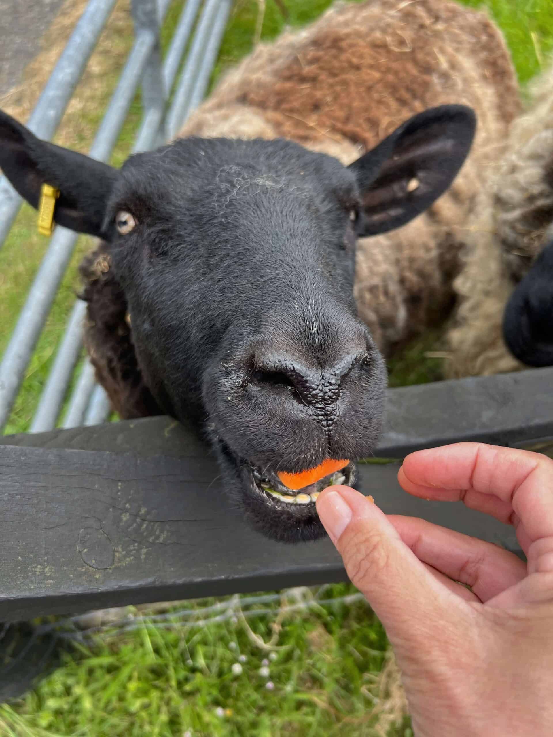 Sheep with black face being fed a carrot 
