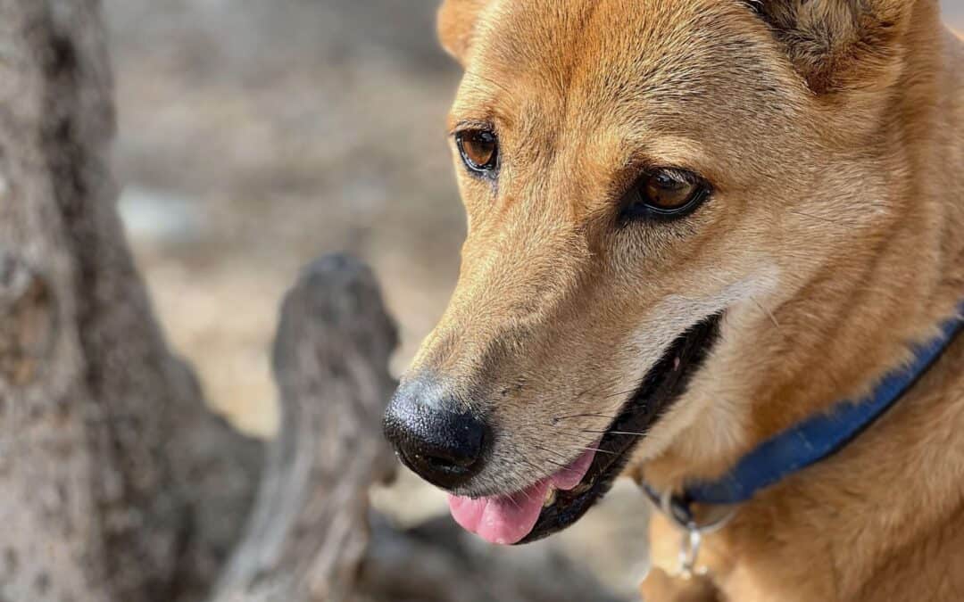 House Sitting from a Homeowner’s Perspective