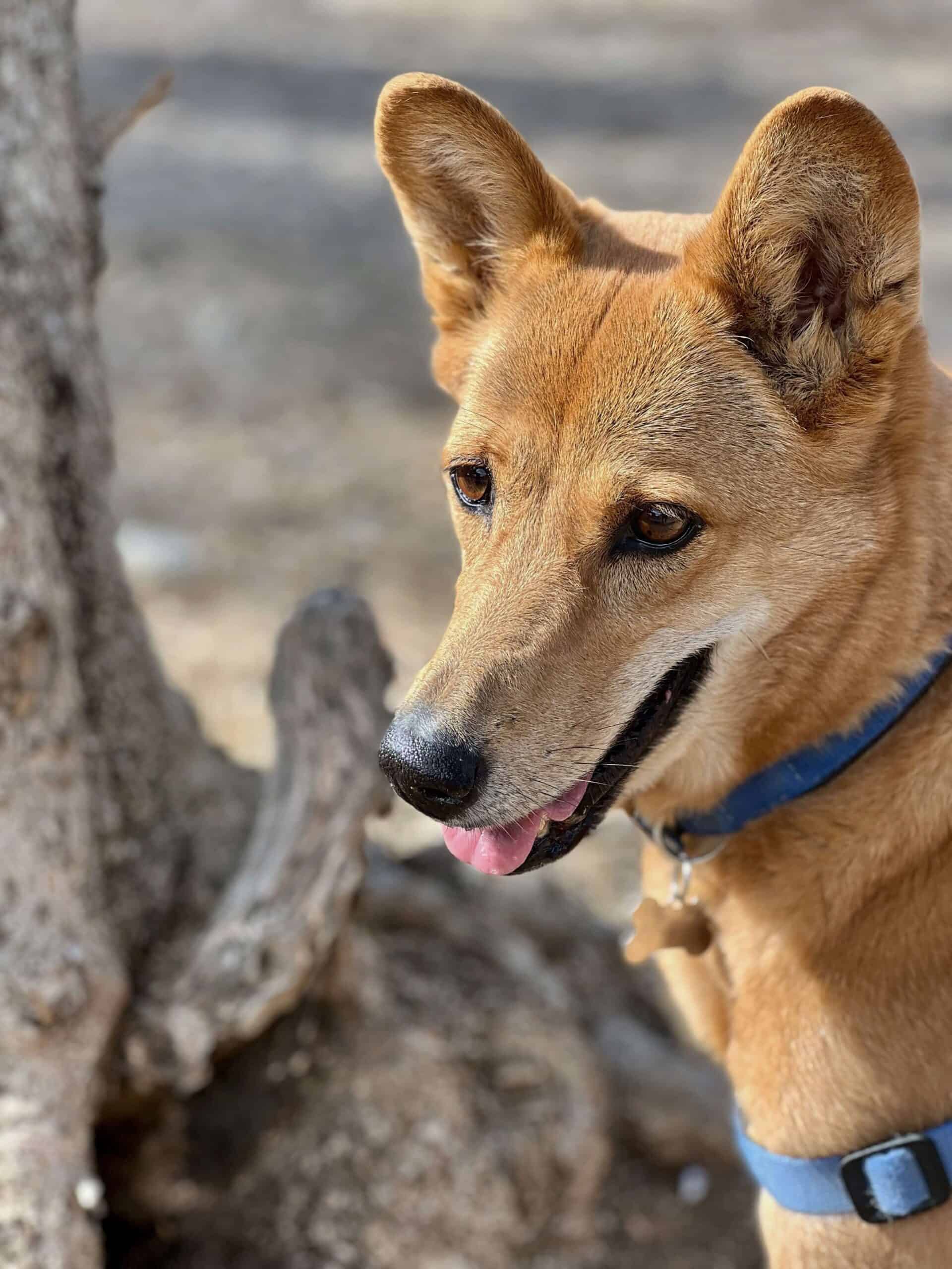 Angel, my street dog from Thailand