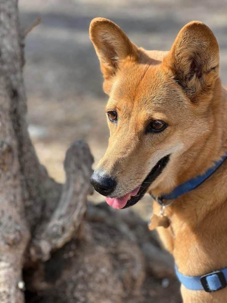 Dog 