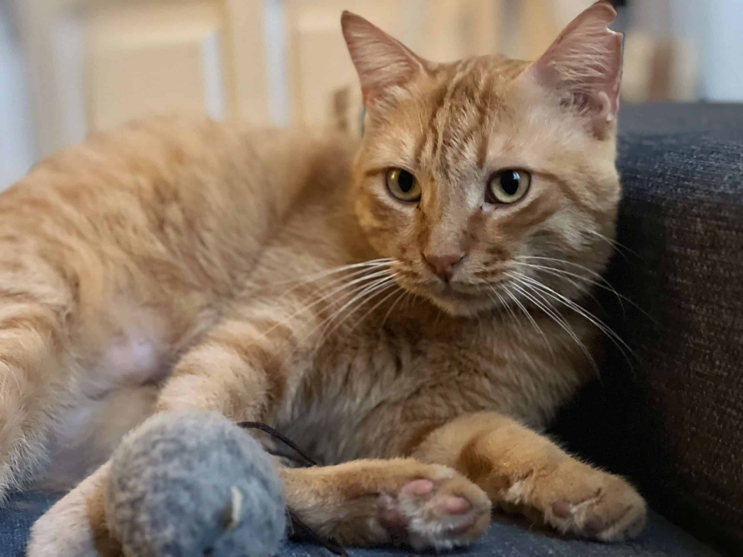 Winston, my handsome ginger rescue cat
