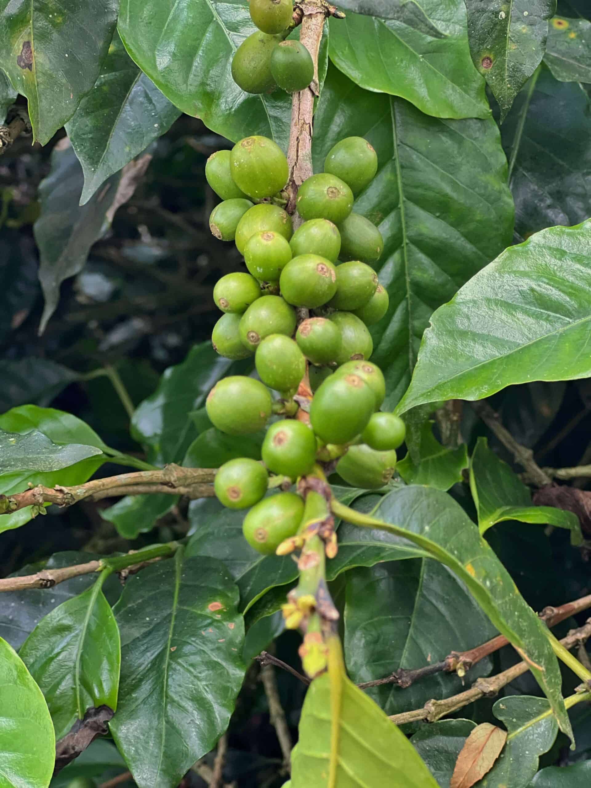 Coffee beans 