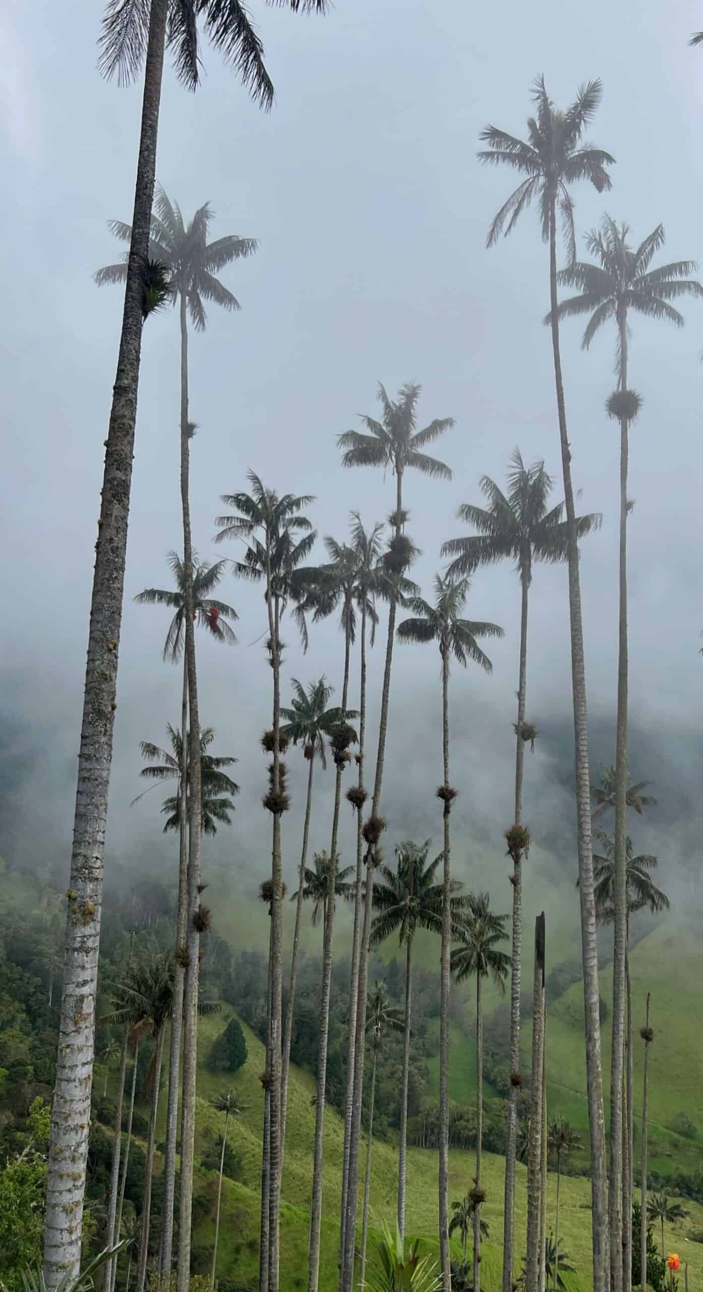 Wax Palms in Cocora Valley 