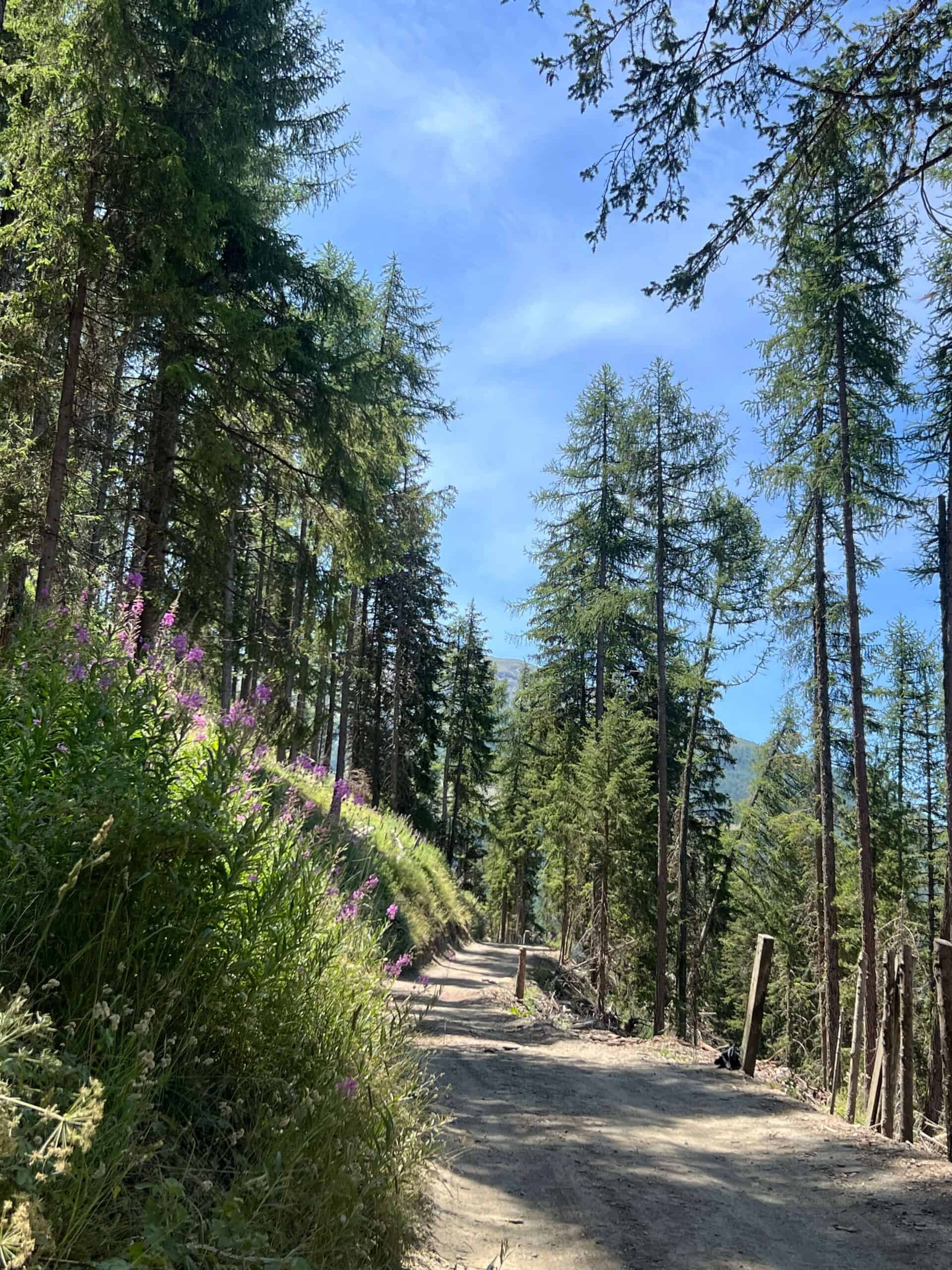 alpine forest walk 
