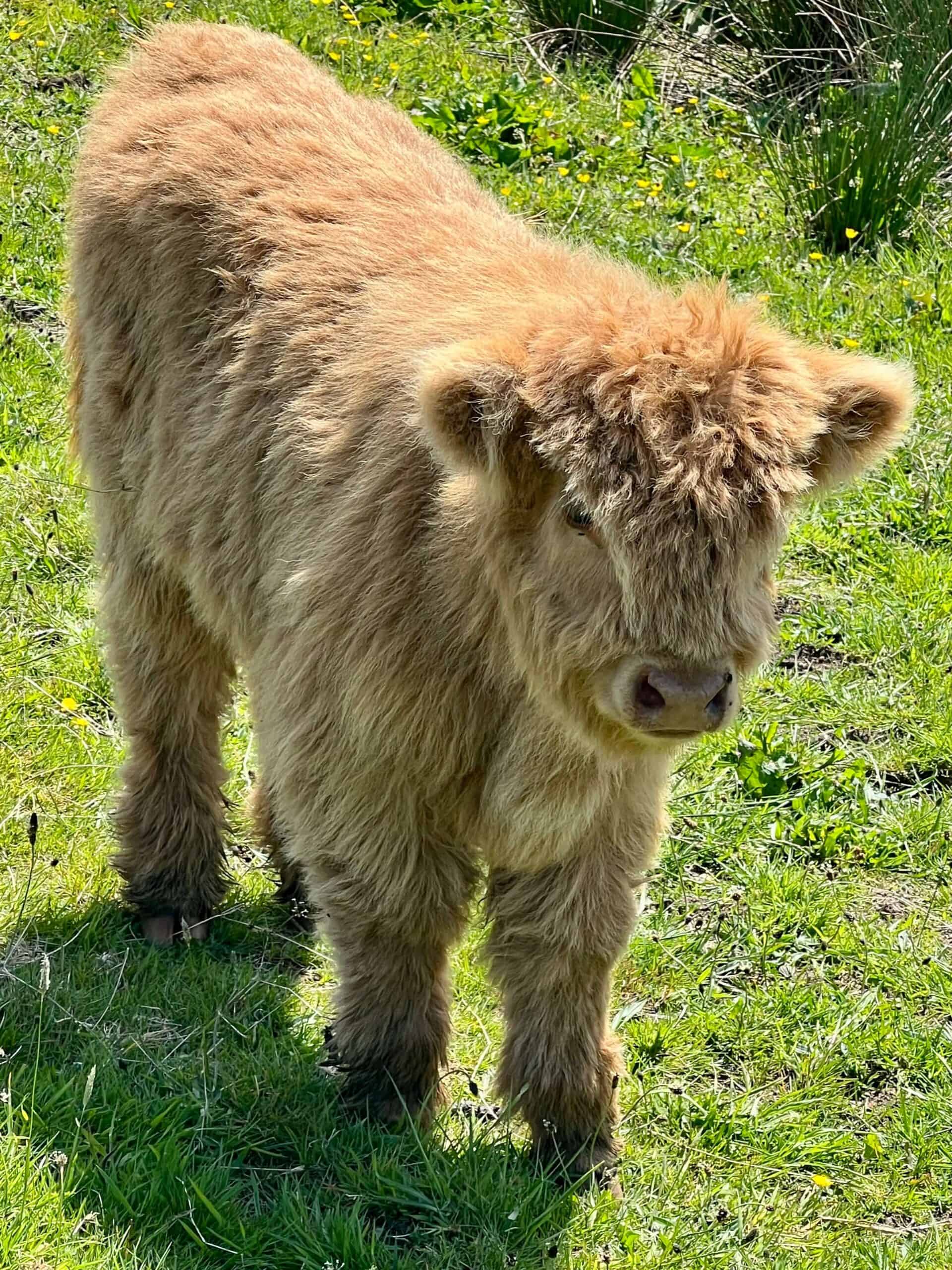 Baby highland cow 