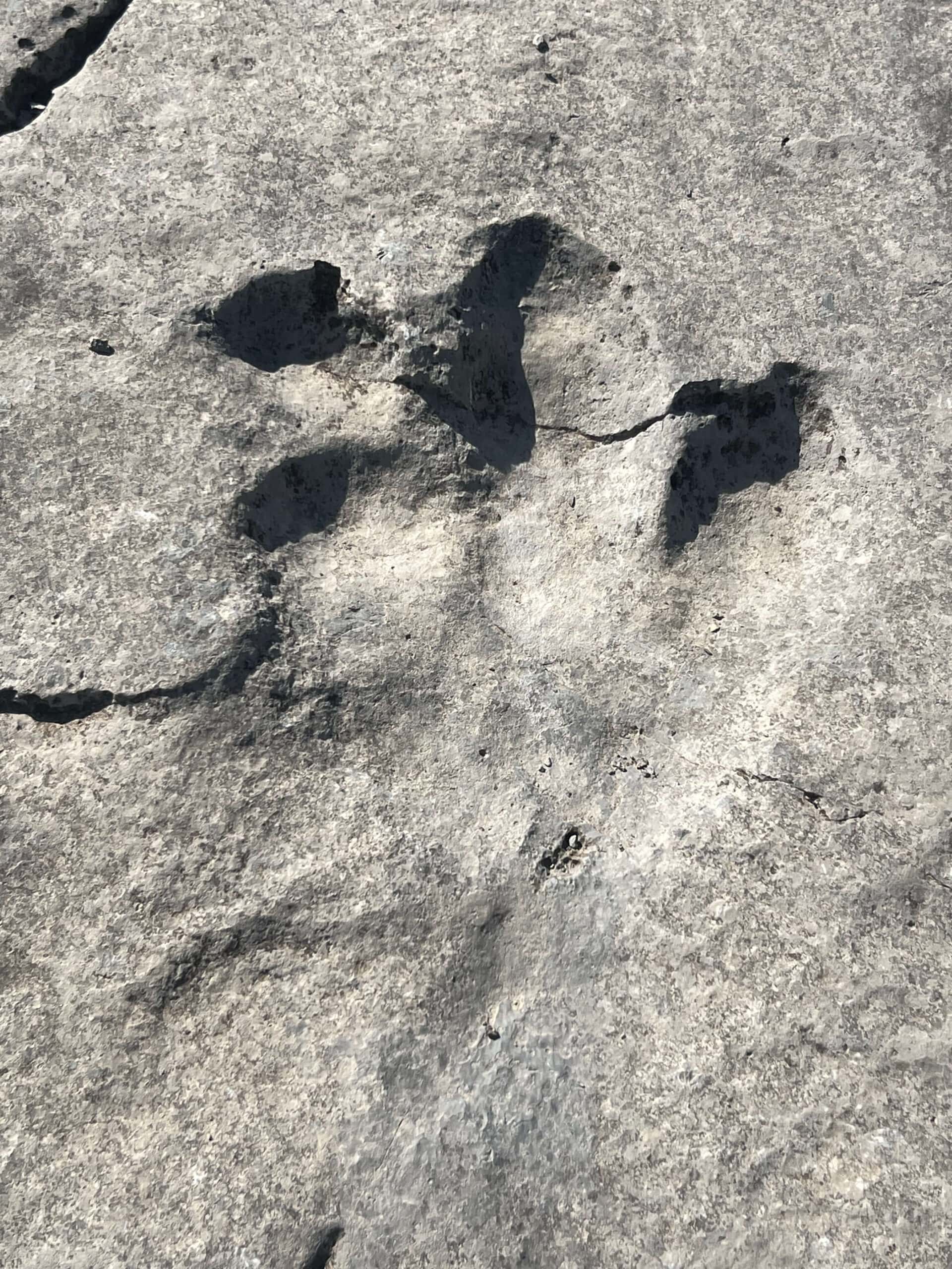 Dinosaur footprint